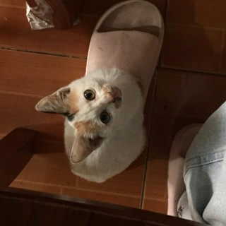 thoahong702
