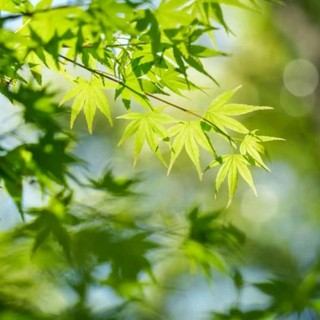 lthanhtoan06