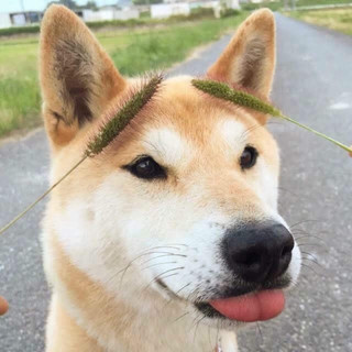 hoagphuc96
