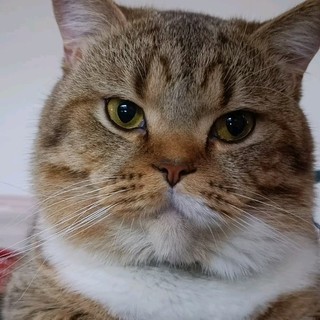 mecuavung
