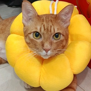 katofish