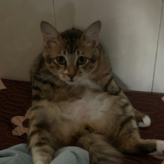 kimcheee6