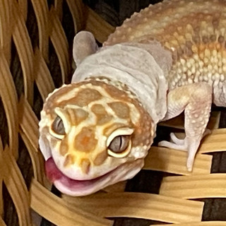 aibikgidou