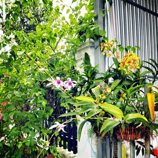 yenthu102