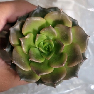 yangguohai
