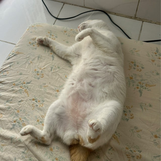 vilecutehehe