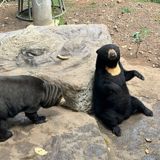 tuandangbmt