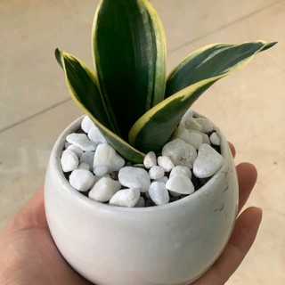 bich_nguyen1985