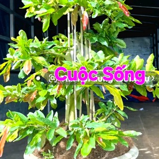 sngcuc558