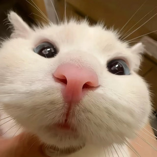 anehhau