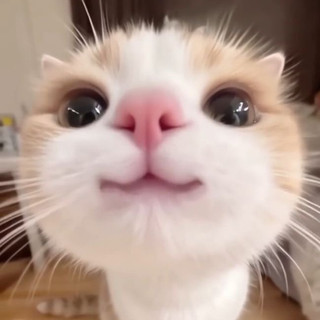 tatihota