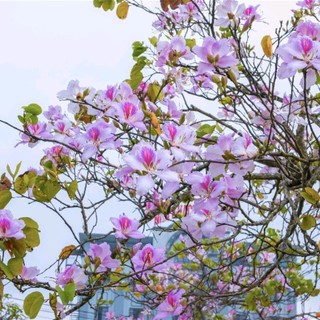 truongpaqn