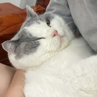 nhu_dang208