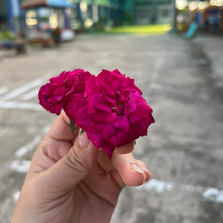 thienthanh991