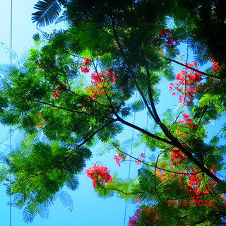 hagiahan2011