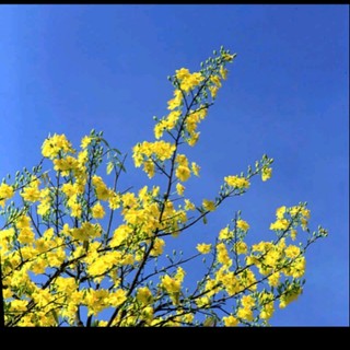 tranminhthang1118