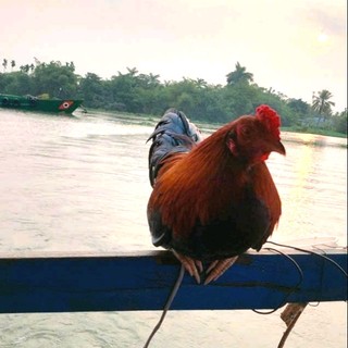 phuong_286