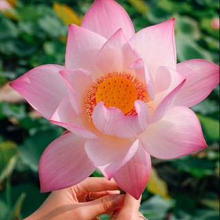 songhn850