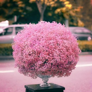 maiphuong80818283