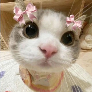 thaocutiso_1