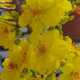 nguyenthuylinh795