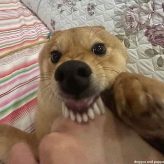 phungngoc209