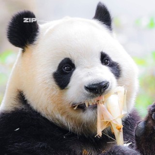uyen_tran93