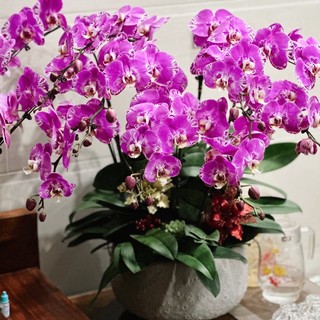 hoangoc5450