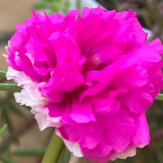 tran_tien2211