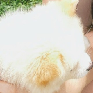phuongphuon_12