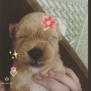 ngoc_tram1108