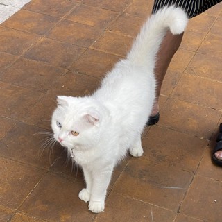 dieuanhphamduong