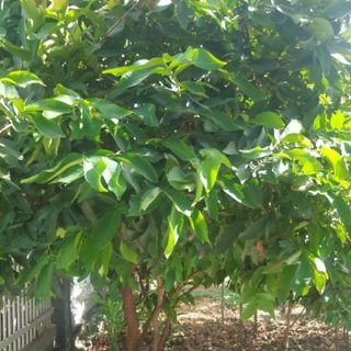 theleaf93