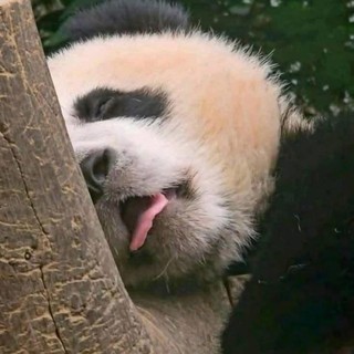 anhbichuot