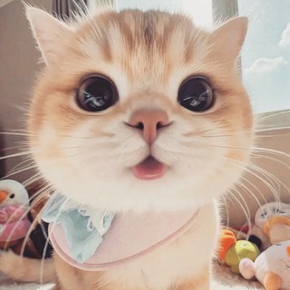 thancutis1tg