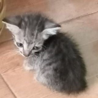 miu_cuti123