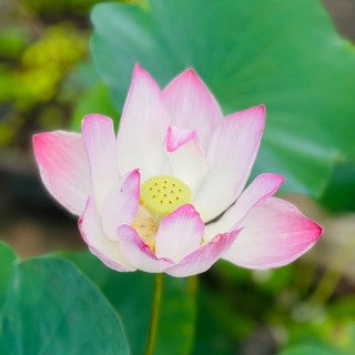 ngyzentrinh