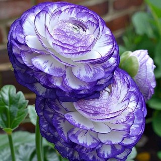 lithanh797