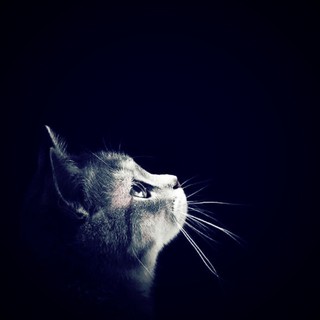 nhi_1720