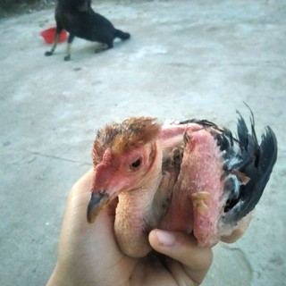 tinvntin150