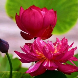 thuthao43