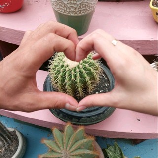 cucpepy