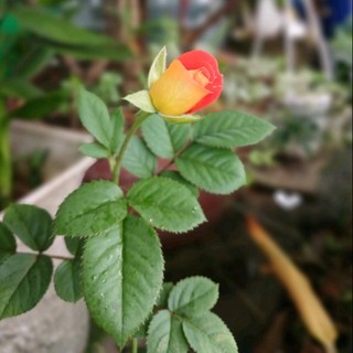 thuhien.201085