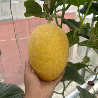 phamanhluan1986