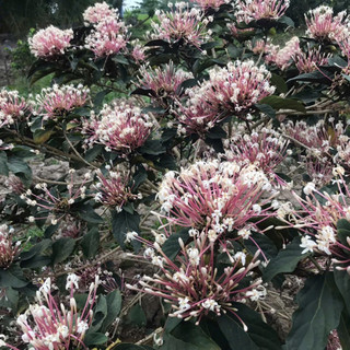daothimytien04062001mt