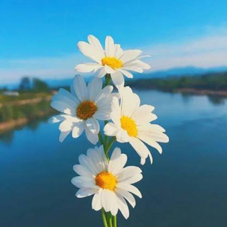 hieu_han