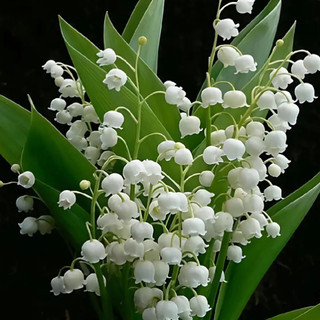nguyenlinh.27072001