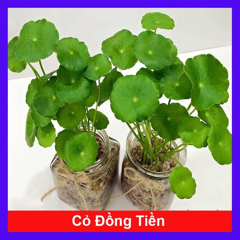 Chậu Cỏ Đồng Tiền (Rau má Nhật) - Cây cảnh để bàn - hoa cây cảnh ...