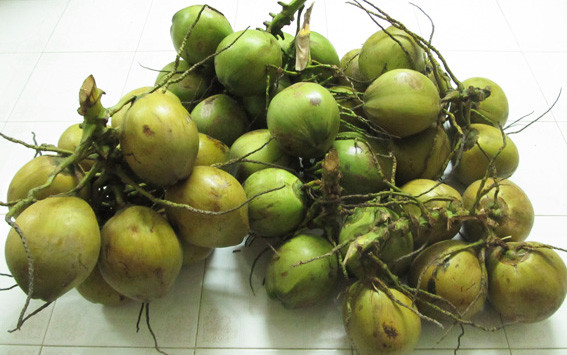 Bưởi Da Xanh, Bưởi Năm Roi & Dừa Xiêm