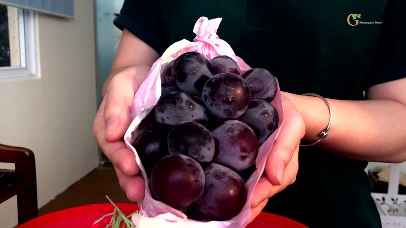 Nho RUBY quá tuyệt vời nhaaaaaaa.